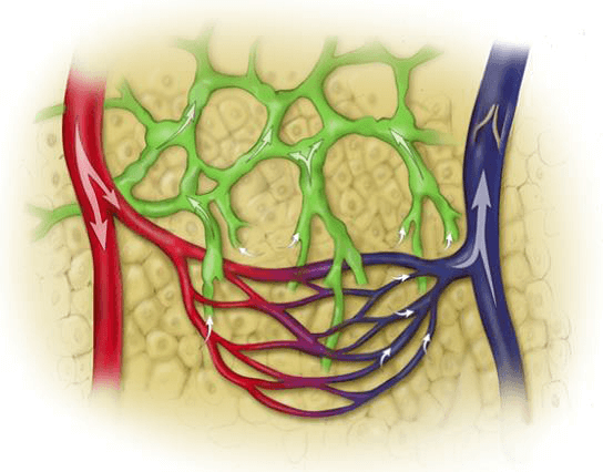 linfedema sistema circulatorio