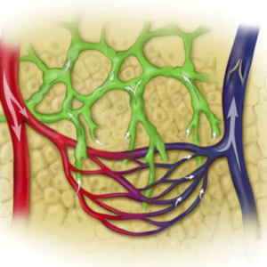 Red capilar de la microcirculación